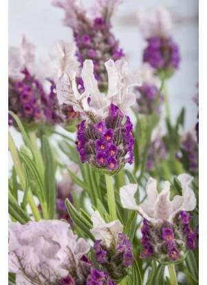 GROW by OBI Levandule smilovitá (Lavandula stoechas) výška 30-50 cm nakoupit u OBI