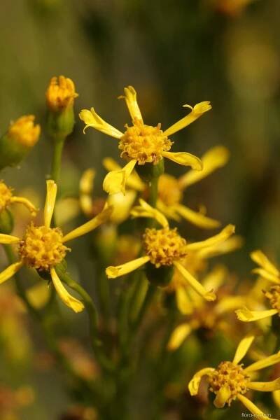 Starček zlatý (Senecio doria)