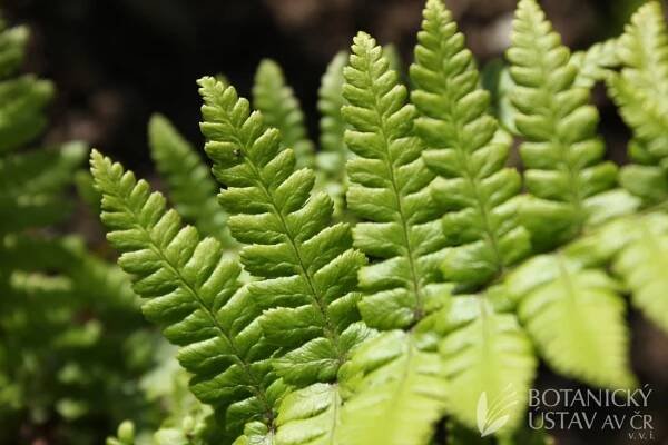 Dryopteris affinis - kapraď rezavá | kapradiny | Herbář | Fotogalerie | iBotky.cz