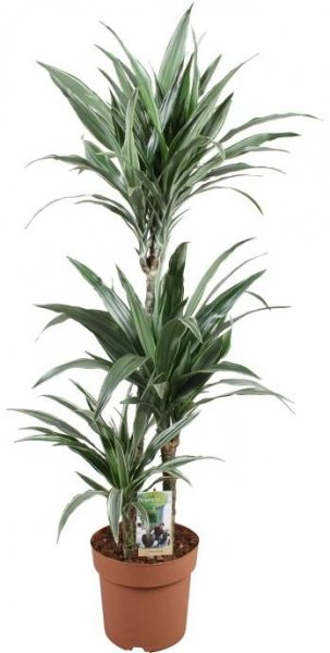Dračinec různé odrůdy výška cca 100-120 cm průměr květináče cca 21 cm