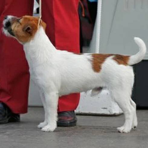 Amaretto Armonia Canina