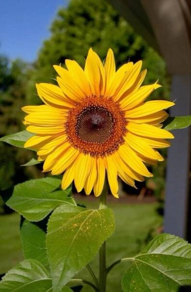 a large yellow sunflower with green leaves in the foreground and a house in the background