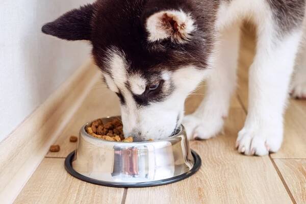 Husky štěně jíst z misky na krmení uvnitř