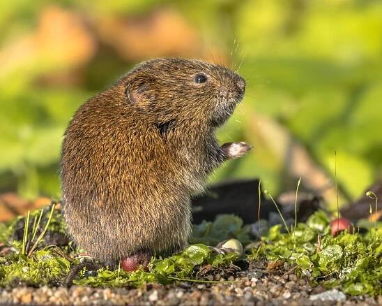 How to Get Rid of Voles with 8 Natural Solutions