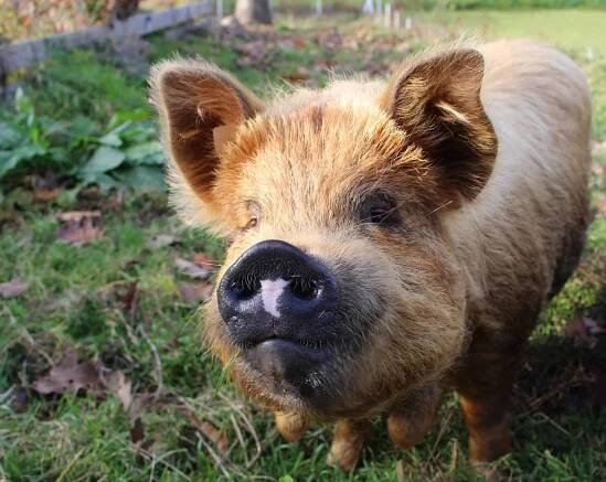 Kunekune, Prase, Bio, Venkovské Prase