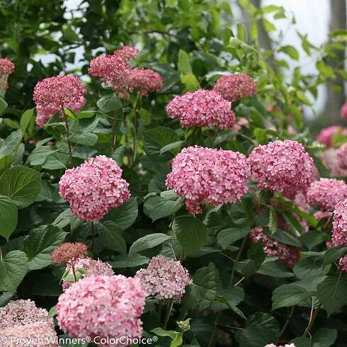 Invincibelle® Spirit II - Smooth hydrangea - Hydrangea arborescens