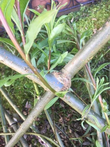 Living Willow Structures