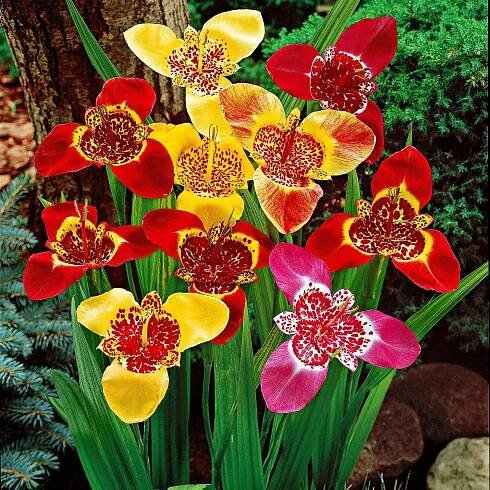 Tigerblume - Bakker