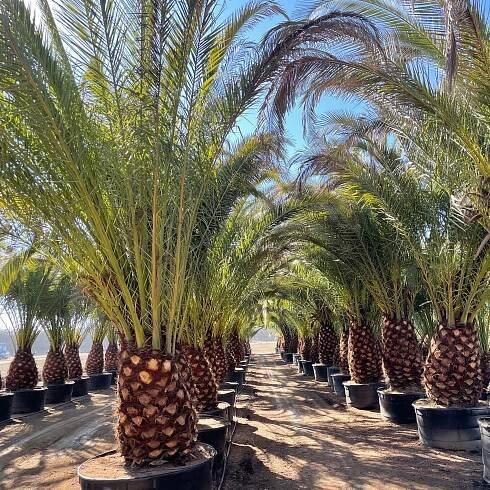 Phoenix canariensis - Canary Island Date Palm - Mid Valley Trees