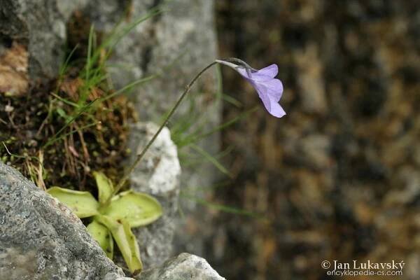 Tučnice (Pinguicula corsica)