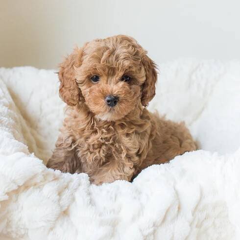 Red Cavapoochon