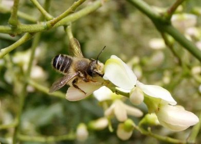 /Jerlín japonský a sameček včely čalounice na květu.