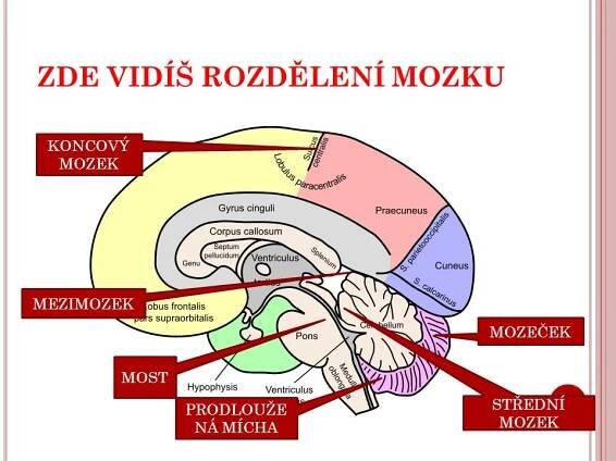 KONCOVÝ MOZEK. MEZIMOZEK. MOZEČEK. MOST. PRODLOUŽENÁ MÍCHA. STŘEDNÍ MOZEK.