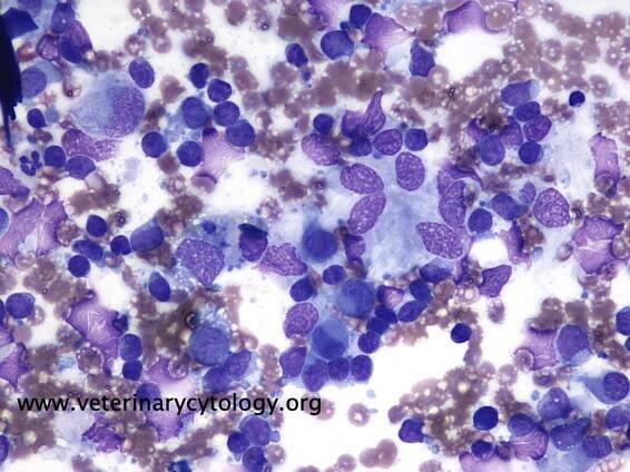 Veterinary Cytology/Haematology Atlas - Veterinary Cytology