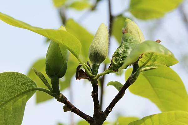 Šácholan olysalý Yellow River (Magnolia denudata), poupata