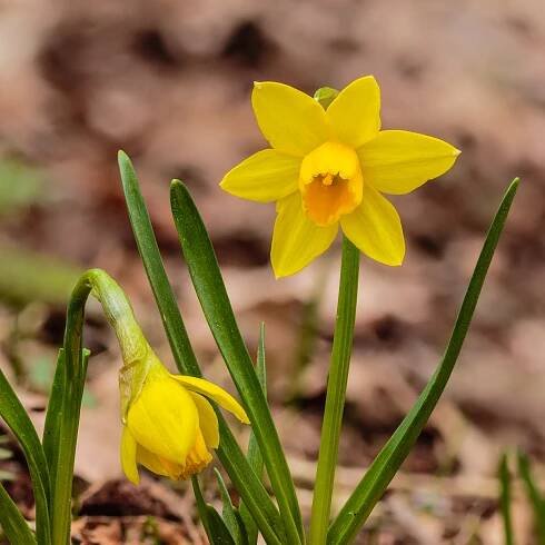 Narcissus 'Tête-à-tête'