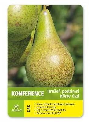 Hrušeň KONFERENCE