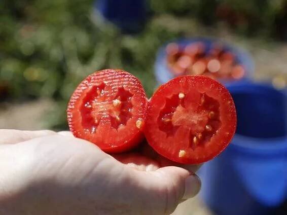 UK gardeners with tomatoes in garden told to take action before Saturday