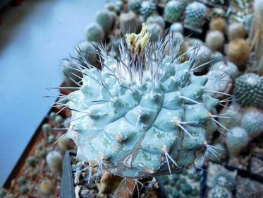 Kaktusy/sukulenty: Strombocactus corregidorae  - Dům a zahrada