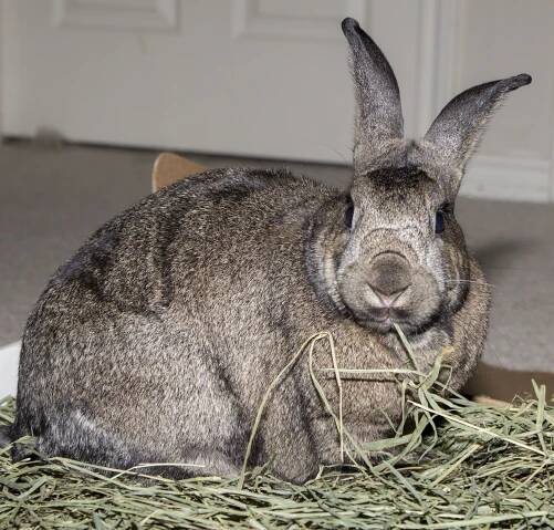 Rabbit Hay for Optimal Health Small Pet Select