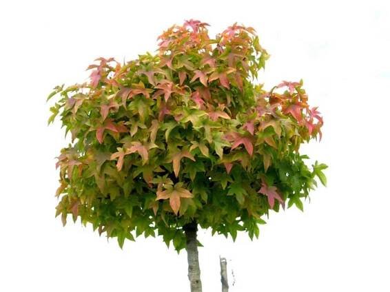Ambrovník styraxový - Liquidambar styraciflua ́Gum Ball ́- na 95cm kmeni