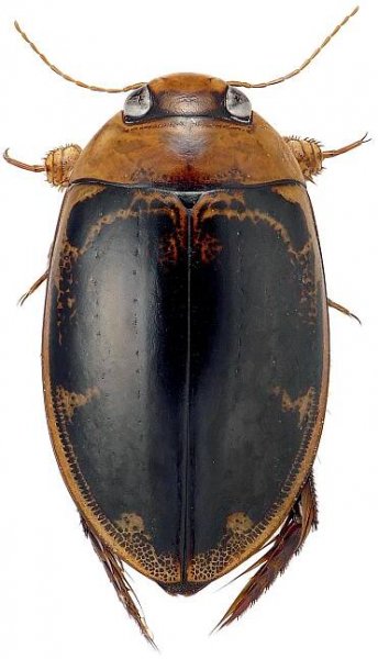 Hydaticus pacificus - Wikipedia