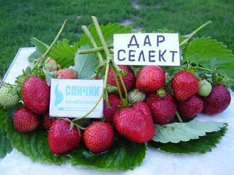 Strawberry Darselect: popis a vlastnosti odrůdy, výsadba a péče, recenze s fotografiemi