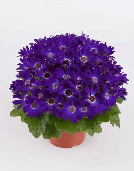 Senetti®-Violet-02-1.png