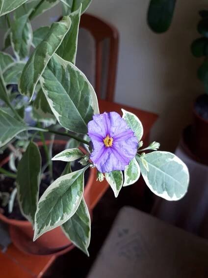 Pokojovky: Hořcový stromek panašovaný - Lycianthes rantonnetii, syn. Solanum rantonnetii.