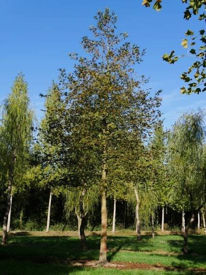 Platanus orientalis 'Digitata' | platan východní 'Digitata' - Van den Berk školky