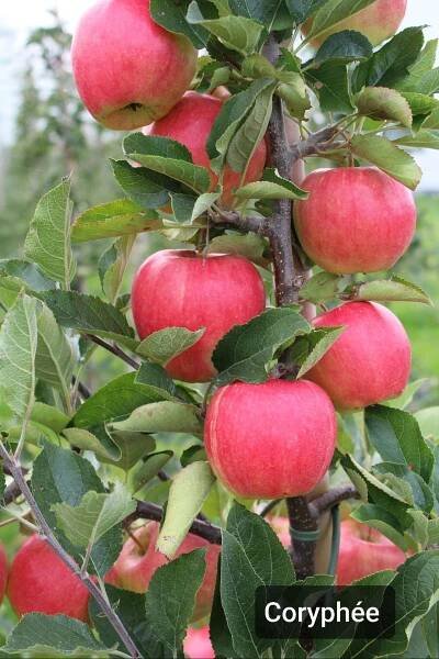 Coryphée apple. - Ovocie | Zahrada.sk