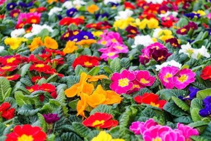 Prvosenky, primulky, petrklíče patří do jedné rodiny prvosenkovitých (Primulaceae), mají okolo šesti set druhů