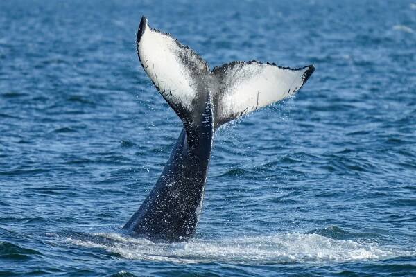 File:031 Humpback whale lobtailing Photo by Giles Laurent.jpg - Wikimedia Commons