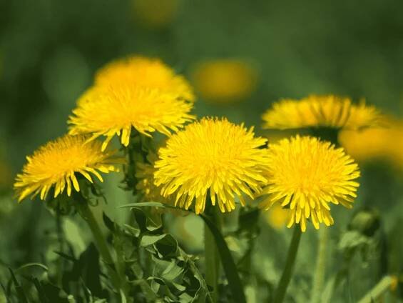 Common Garden Weeds, Weed Identification