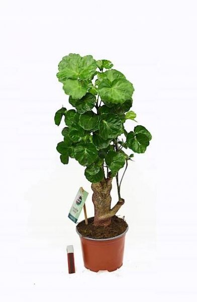 Polyscias Fabian bonsai strom P12. Výrobce ostatní