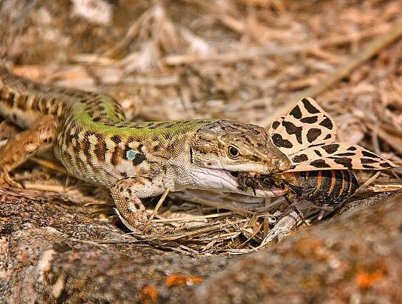 Italian wall lizard - Wikipedia