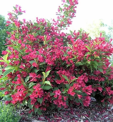 Weigela 'Red Prince' 20-30cm VKR2 L : Vhv-eshop.cz