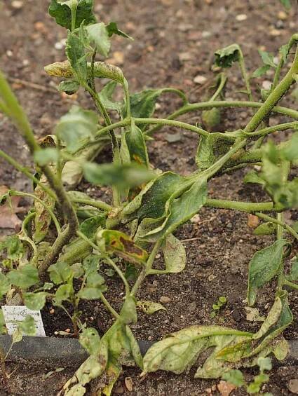 Fusarium rajčata