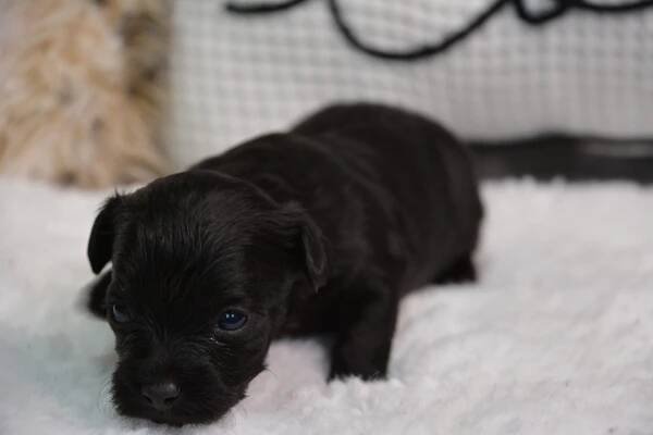 Darcy -Male Yorkiepoo