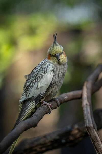 bezplatná Základová fotografie zdarma na téma australský pták, barevné peří, bokeh Základová fotografie