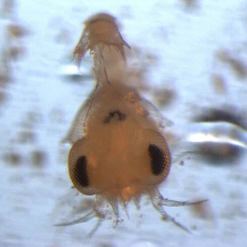 Microscopy – Mara G. Haseltine