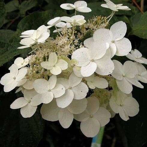 hydrangea-paniculata-unique-large (1)