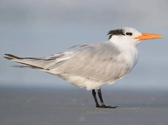 Nonbreeding adult - ML170459311