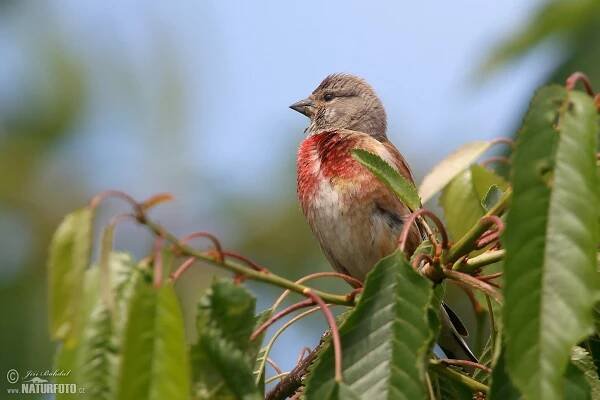 Konopka obecná | Naturfoto.cz