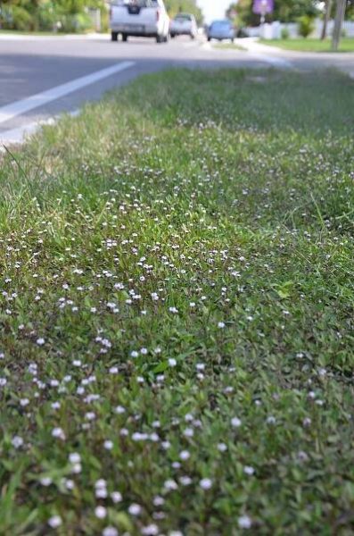 Frogfruit, Phyla nodiflora — Florida Native Plants Nursery & Landscaping