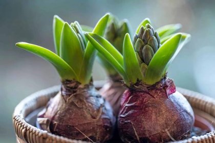 Správně zavoskované hyacinty vydrží v chladné místnosti 3 až 6 týdnů. 