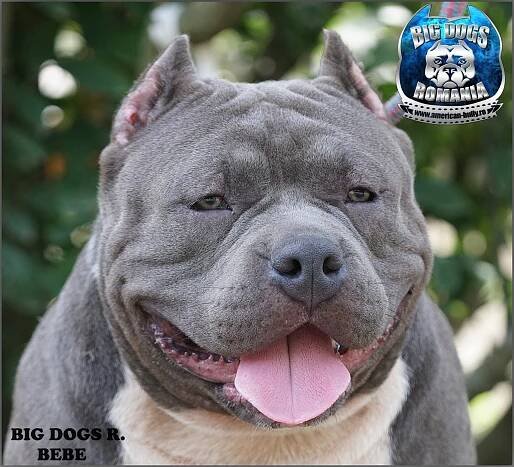 BEBE – American-Bully.ro – Bully Romania big dogs caini