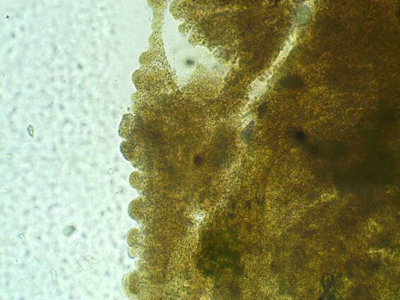 Bacterial Diseases of Fish - Exotic and Laboratory Animals - Merck Veterinary Manual
