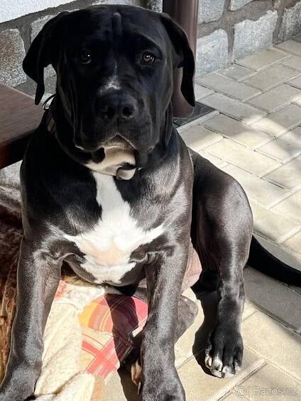 American Bully - Klatovy