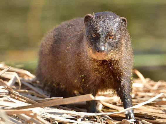 Mongooses